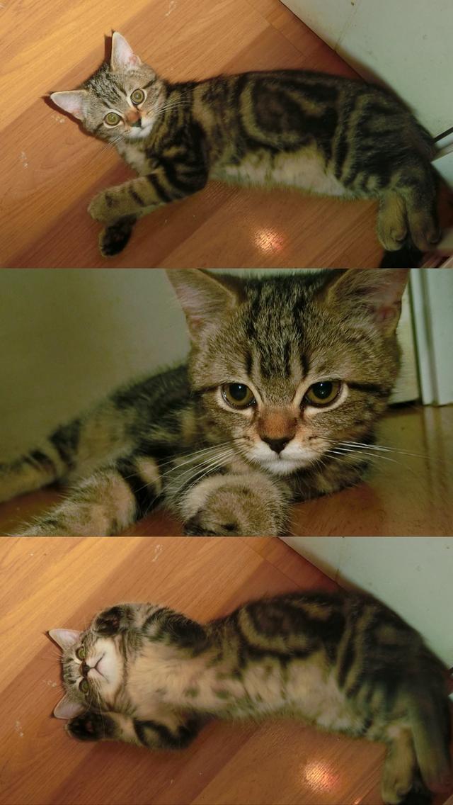 แมวสก็อตเปอร์ เด็กชาย