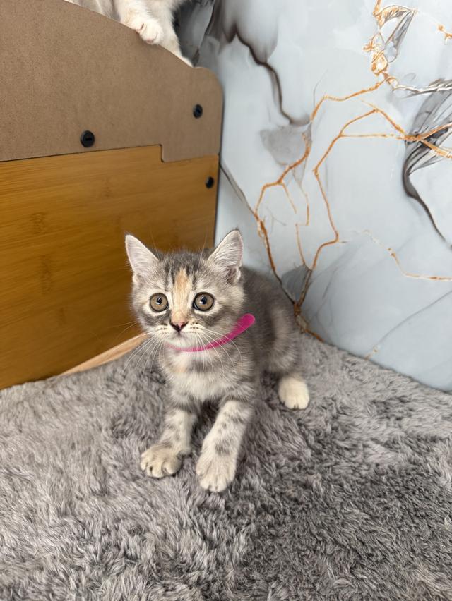 ลูกแมวสายพันธุ์สก๊อตติช 4