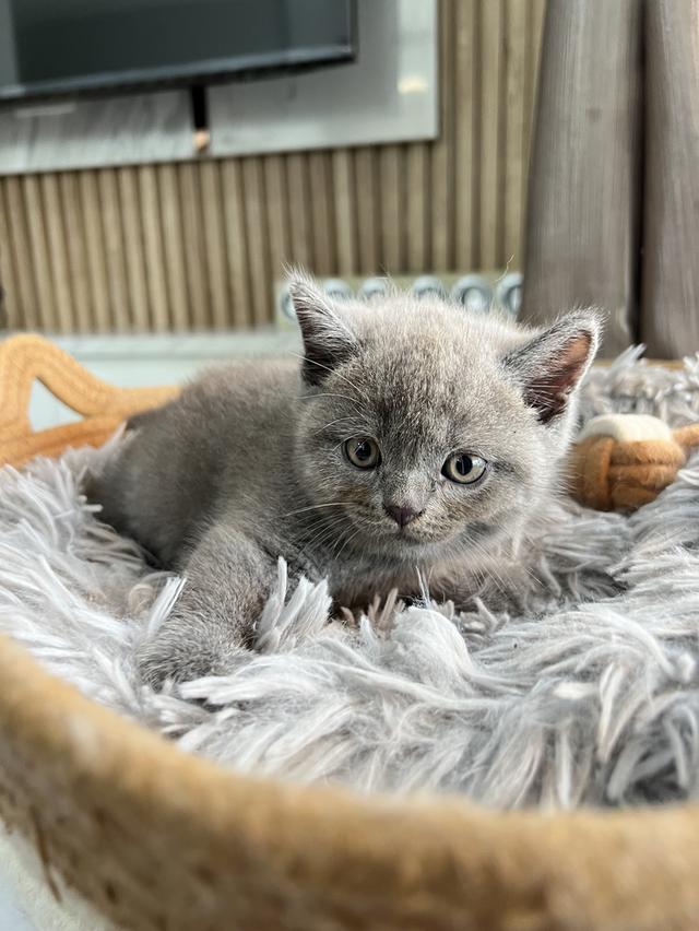 ลูกแมว บริติช ช็อตแฮร์ ใบเพ็ดนอกWCF(British Shorthair)