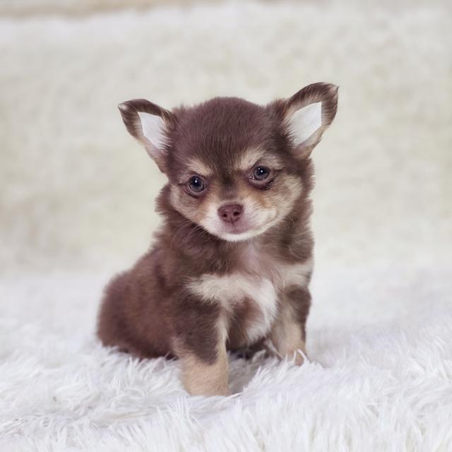 ชิวาวาขนยาวเพศผู้สีช็อคมาร์คไซฟอร์มดีหล่อเท่ห์ 4