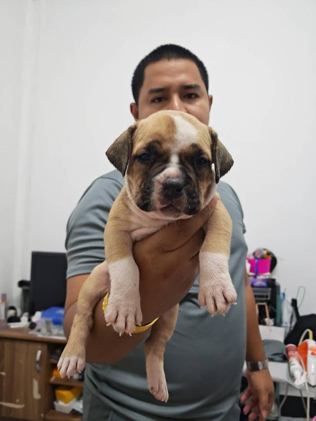 American bully3,500-5,500฿ อเมริกันบูลลี่สายพันธุ์แท้ราคาไม่แรง🏡p'tigerขอนแก่น 3,500-5,500฿ 12