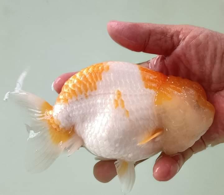 ปลาทองสีสวยสีขาวส้ม 3