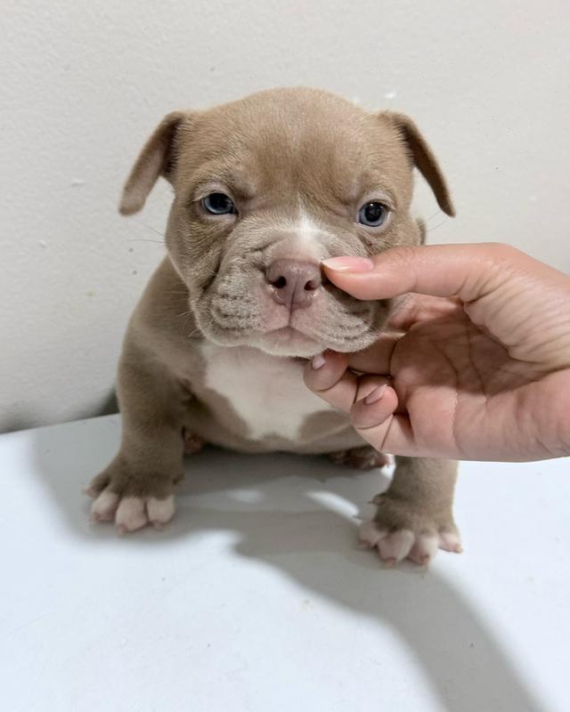 ขายแล้วAmerican bully exotic รูปที่ 2