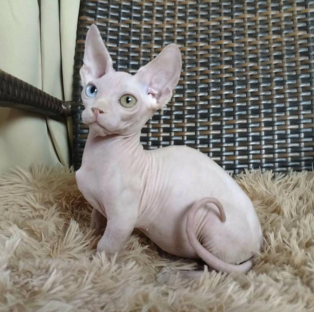 34.แมวแบมบิโน่/เพศผู้ Bambino Cat/Male ตาสองสี/Odd-eyed