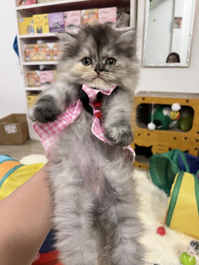 แมวเปอร์เซีย แมวสีขาว 16