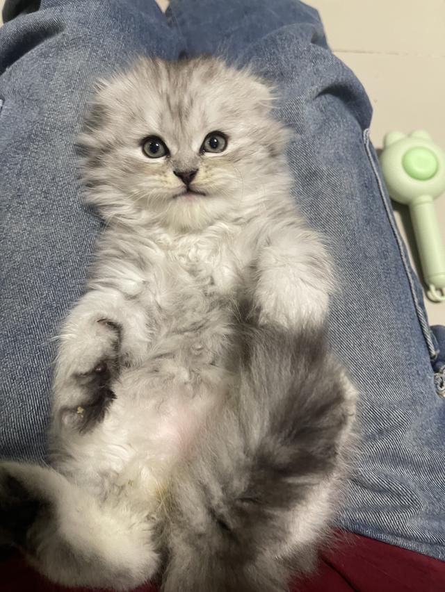 เปิดจองเด็กชาย (สก๊อตติชโฟผสม) รูปที่ 8