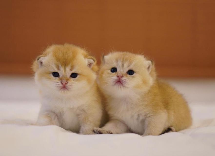 ขายแมวบริติชซ็อตแฮร์ฝาแฝด สีสวย