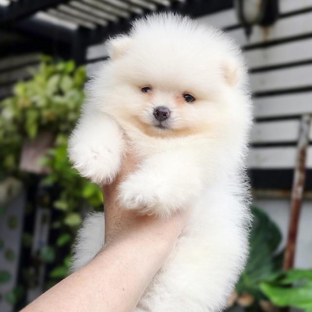 Pomeranianสีขาวหน้าหมีเพศผู้วัคซีนแล้วพร้อมย้ายบ้านมีบริการจัดส่งเก็บปลายทาง