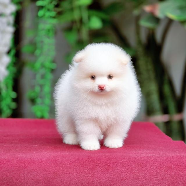 Pomeranianเพศผู้สีขาวล้วนขาวโอโม่ไซส์เล็กพร้อมซน