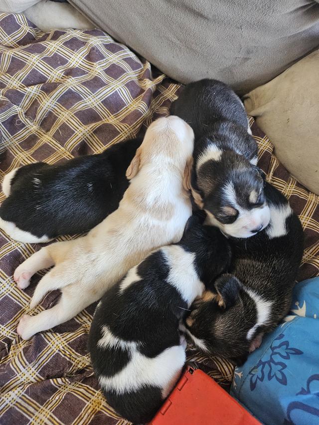 ลูกสุนัขบีเกิ้ล ตัวเมีย 4 ตัว 1 เดือนเต็ม 3