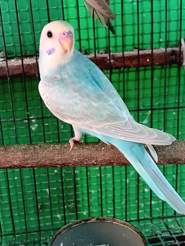 นกหงส์หยก วัยรุ่น สีหวาน โอพาไลน์ เคลียร์วิง สีสดใสน่ารัก เพศผู้