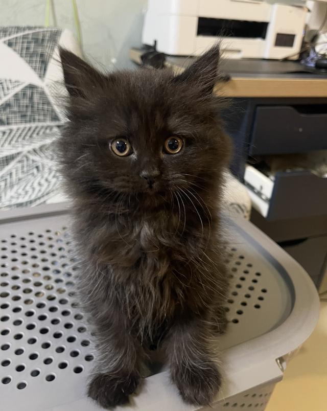 เด็กดำปนขาว(สก๊อตติชโฟผสม)พร้อมย้าย