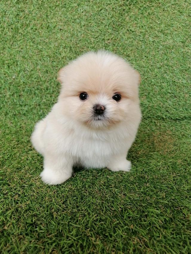 ปอมผสมชิสุ อายุ 2 เดือน