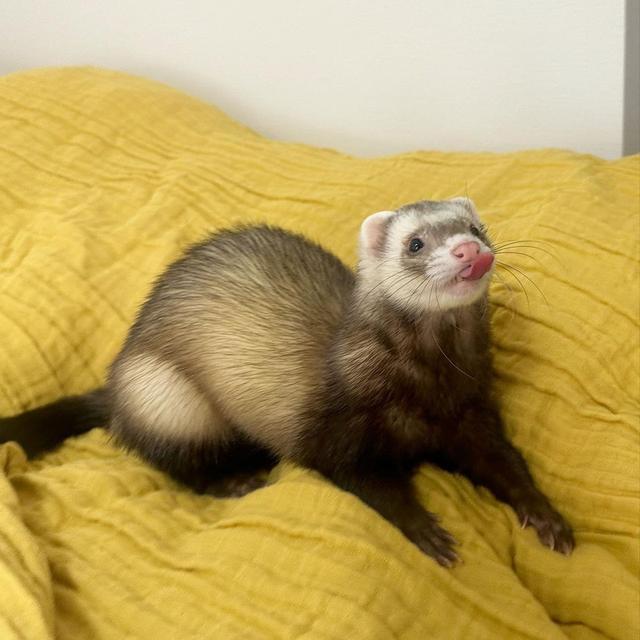 loving ferrets for Adoption WhatsApp me : ( +63 985 762 7466 )