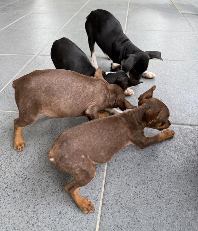 ลูกสุนัขพันธุ์มิเนเจอร์ (Miniature Dogs) 20