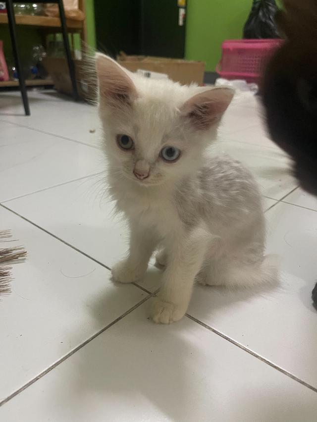 ลูกแมว แมวเด็ก 3-4ดือน