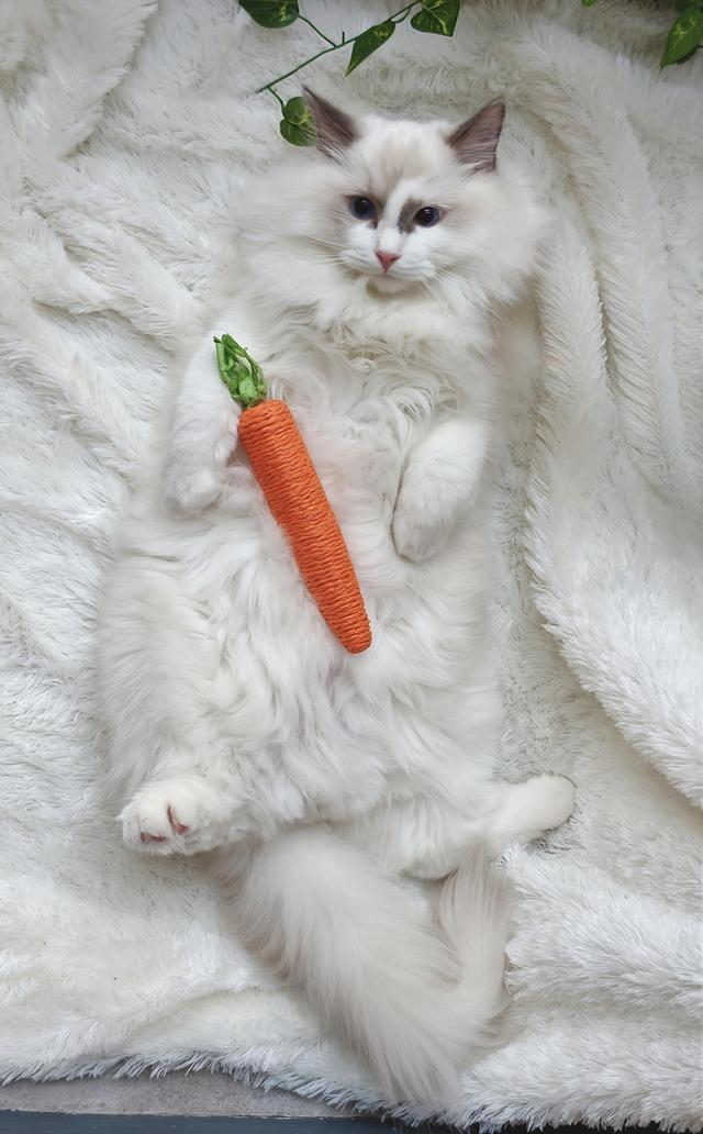 ลูกแมวแร็กดอลล์แสนสวย รูปที่ 3