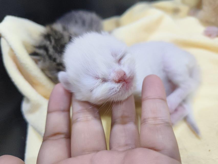 ลูกแมว พันธุ์สก็อตติช รูปย่อยที่ 4