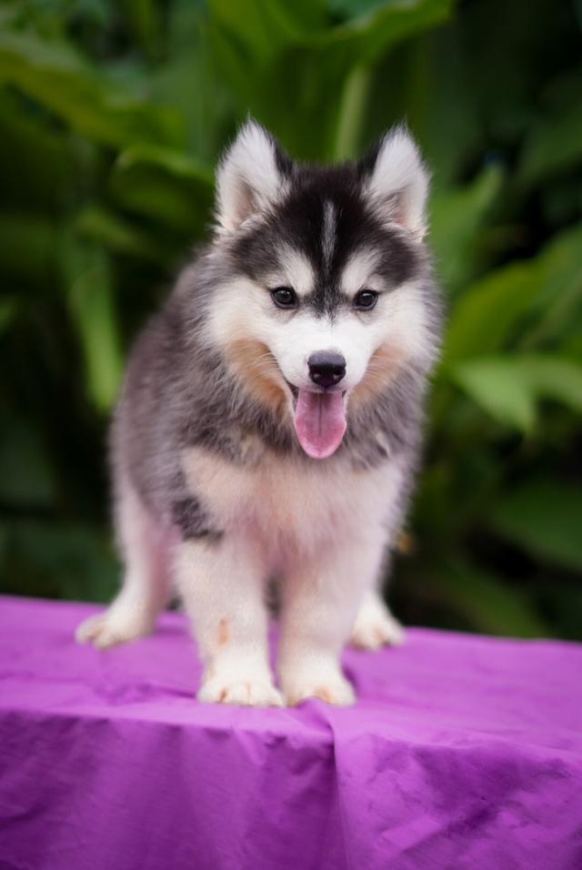 ไซบีเรียน Siberian husky 12