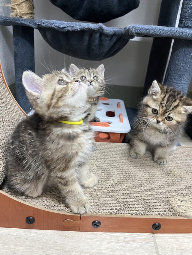 แมว EXO ติก 🔥🔥🙂🙏สามสี