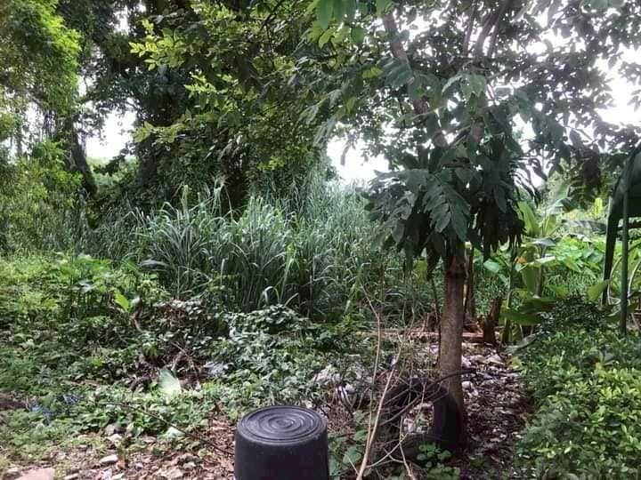 ที่ดิน 5