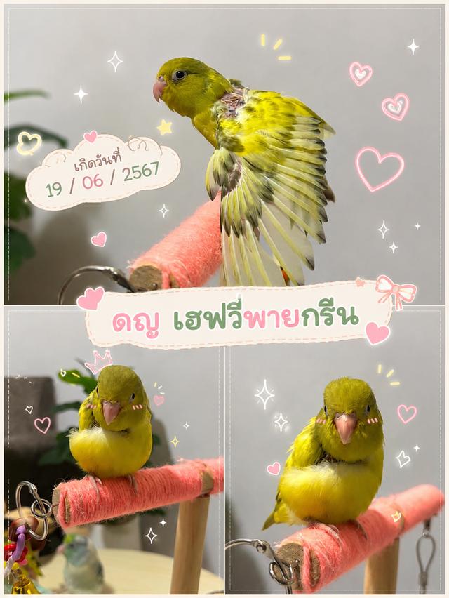 นกแก้วฟอพัส เพศเมีย หาบ้าน