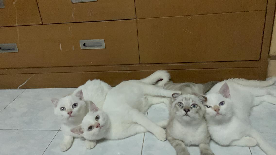 แมวสก๊อตติช