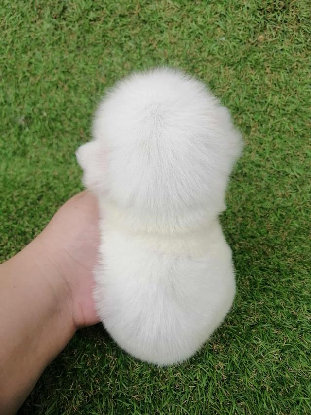 ดญ.มะลิ 3500  13