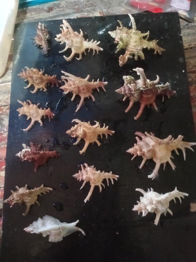 เปลือกหอยสวยงาม สระสม รูปที่ 6