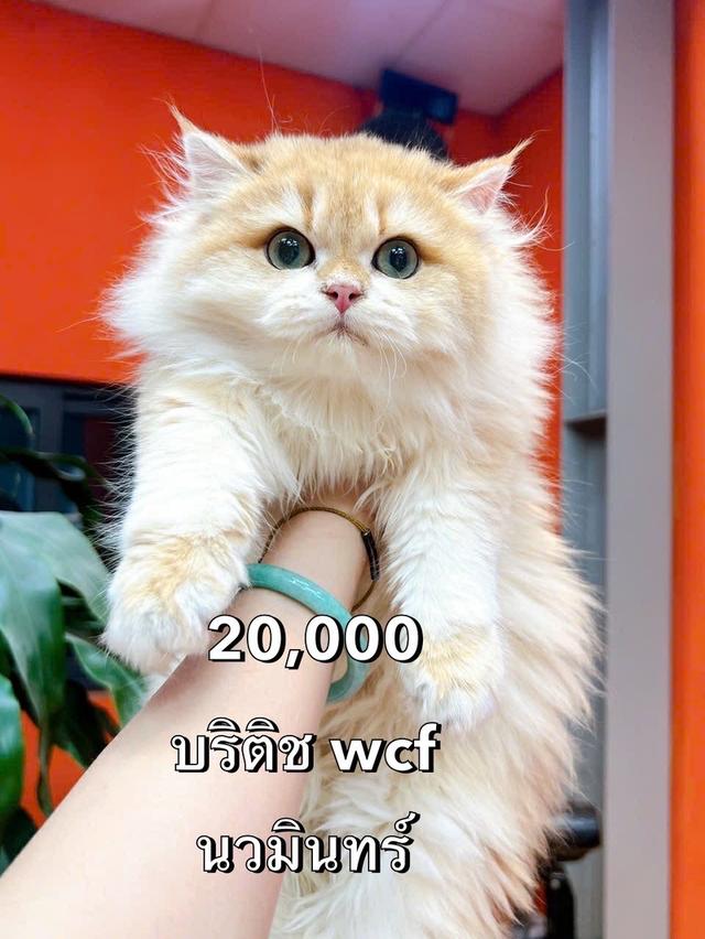 แมวบริติชขนยาวwcf อายุ4เดือนพนัอมย้ายกทม.
