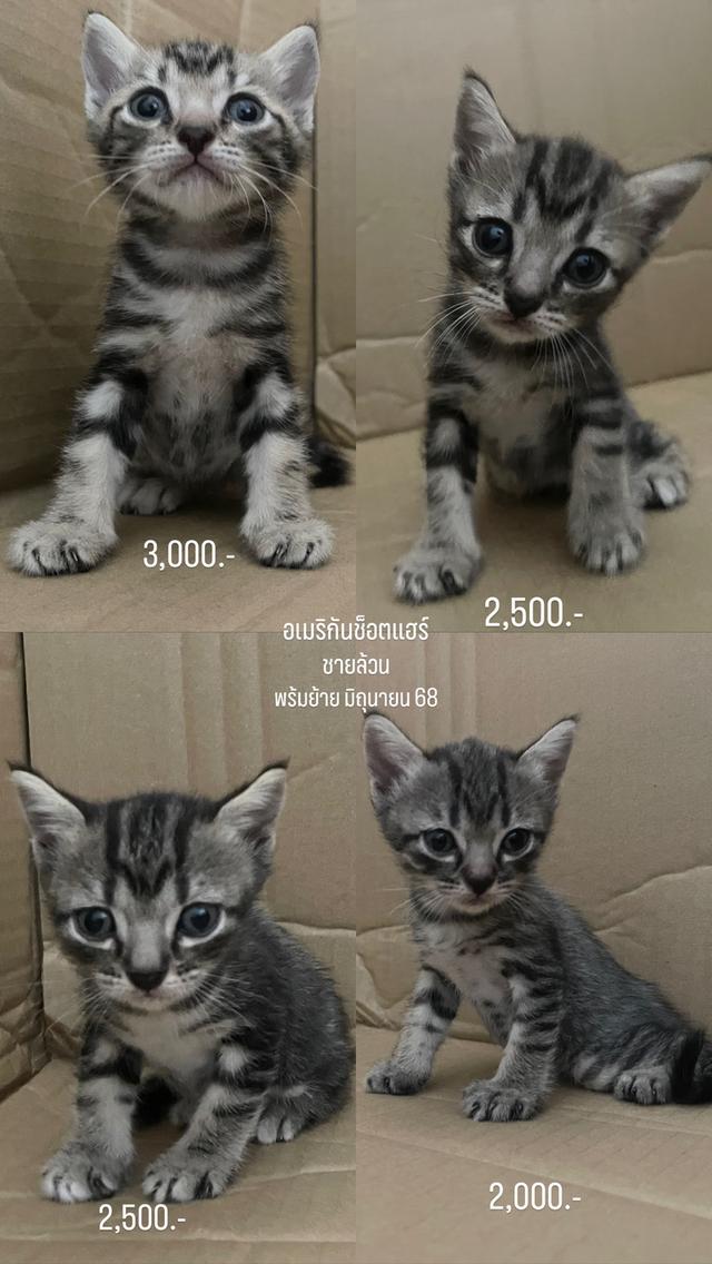 น้องแมวอเมริกันช็อตแฮร์ (ลดจำนวนประชากร)