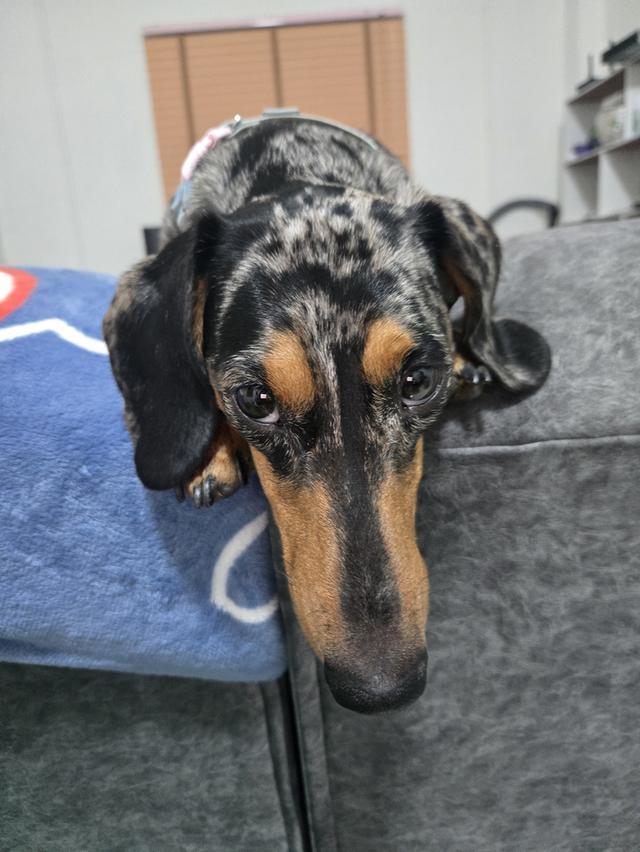 Dachshund puppies ready for new home April 20th. รูปที่ 5