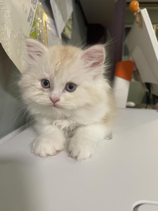 เปิดจองเด็กชายส้ม(สก๊อตติชโฟผสม) รูปที่ 4