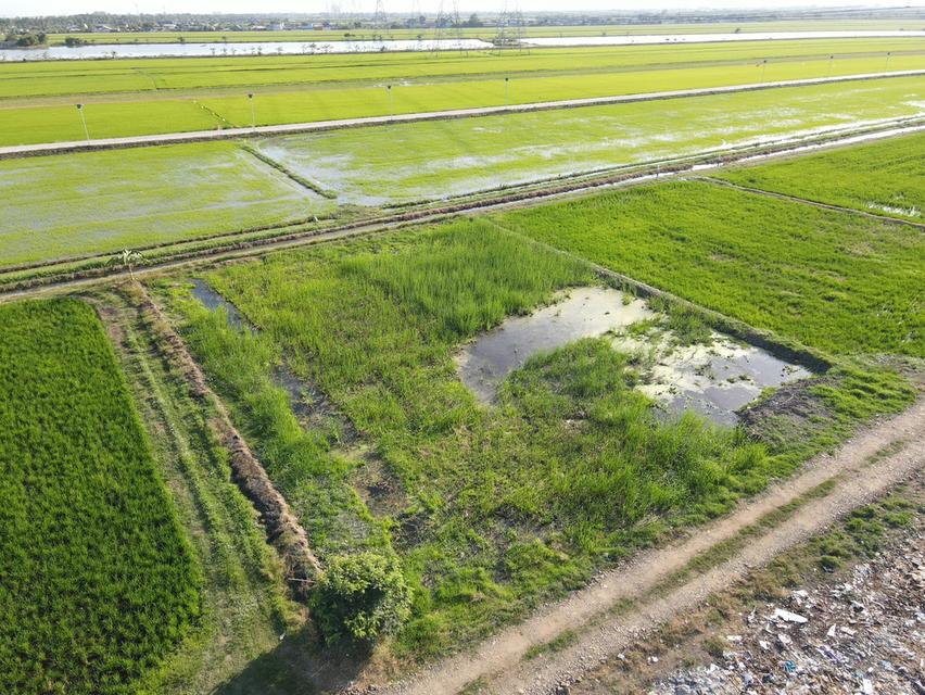 ขายที่ดินลำลูกกาเนื้อที่ 1 ไร่ คลอง8 ใกล้ถนนเส้น3006-2กม. จ.ปทุมธานี 8