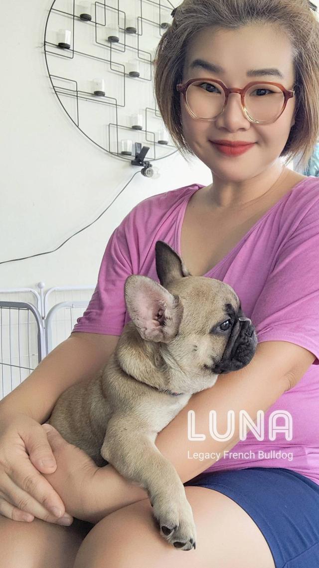 LUNA สุนัขเฟรนช์บูลด็อก 6