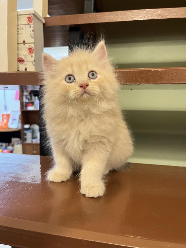 น้องแมวเปอเซีย สีส้มสีครีม 🔥🔥🙏 รูปที่ 11