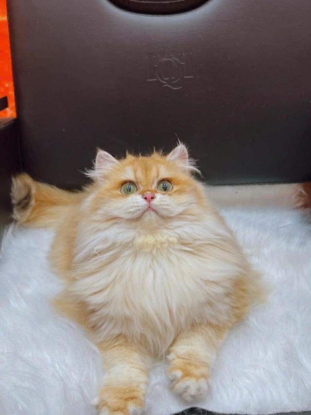 แมวบริติชสาวน้อย6เดือนny12 รูปที่ 2