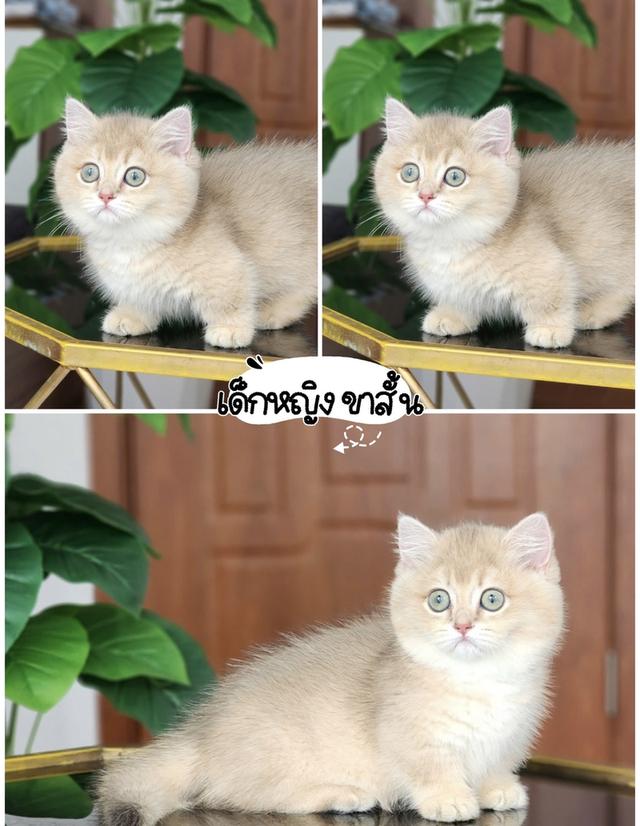 แมวบริติช แร็กดอล มันช์ดิ้น มาดูตัวจริงแมวได้ รูปที่ 9