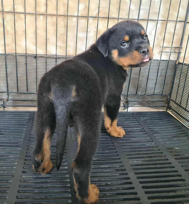 ลูกสุนัข Rottweiler พันธุ์แท้
