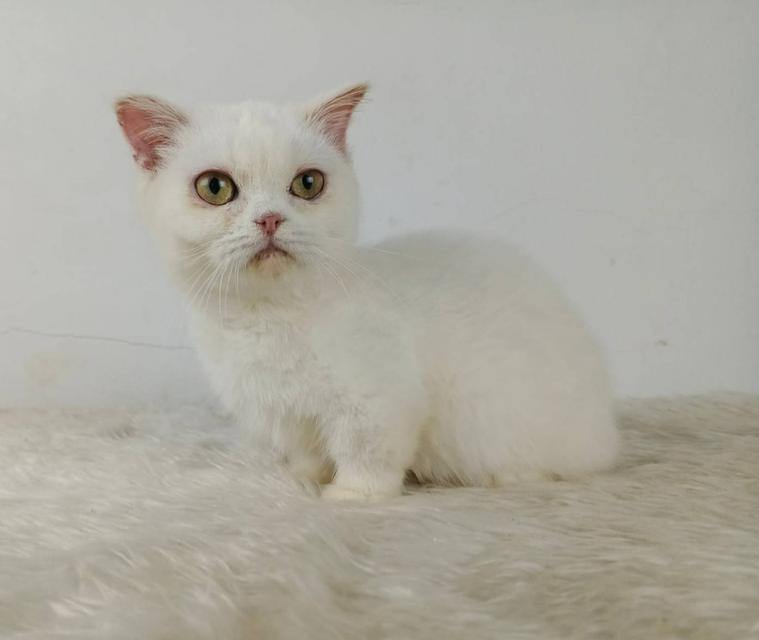 5.แมวมันช์กิ้น เพศเมีย Munchkin Cat Female รูปที่ 4