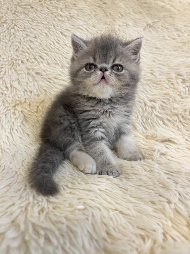 แมว EXO ติกสีบลู เพศเมียแท้