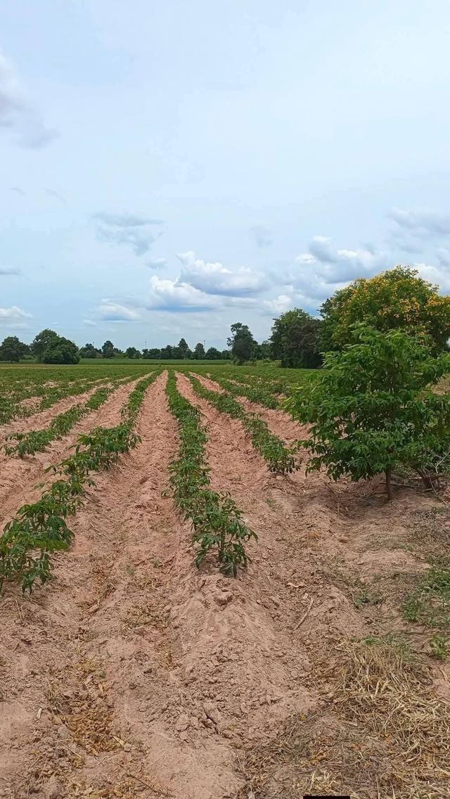 ขายที่ดินอำเภอเมืองนครราชสีมาไร่ละ1,300,000บาท ติดถนนเลียบมอเตอร์เวย์M6 พื้นที่ 13 ไร่ 3