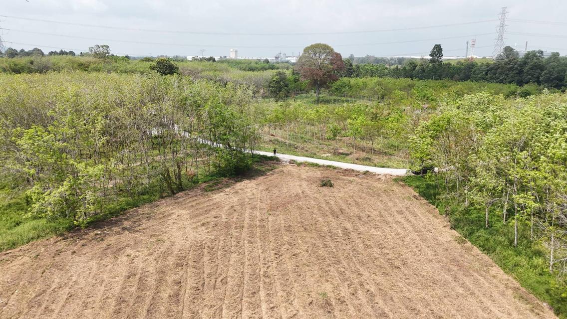 ขายที่ดินเปล่า 4-2-50 ไร่ ทำเลศักยภาพ ติดคลองกระเฉท น้ำไหลตลอดปี ใกล้นิคมอุตสาหกรรม ต.มาบข่า ระยอง 13