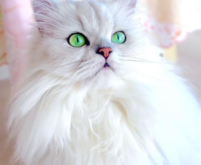 แมวเปอร์เซียสีตาสวย ฟอร์มสวยมาก 3