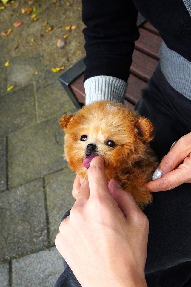 ขายลูกสุนัข Maltipoo สี Red,White พาร์ตี้คัลเลอร์ หน้าตุ๊กตา นำเข้าจากเกาหลี พรีเมีย