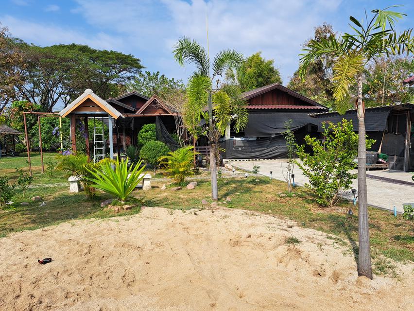 ขายบ้านสวนบนเนื้อที่1ไร่1งาน39ตรว. 5