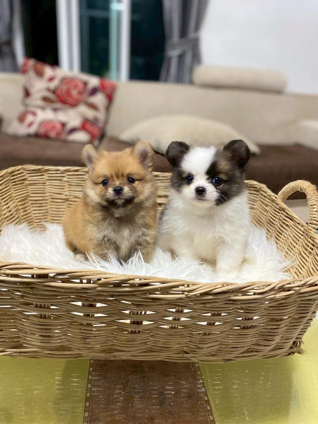 ปอมชิ น่ารัก ไซส์เล็ก พาเที่ยวสบายๆ