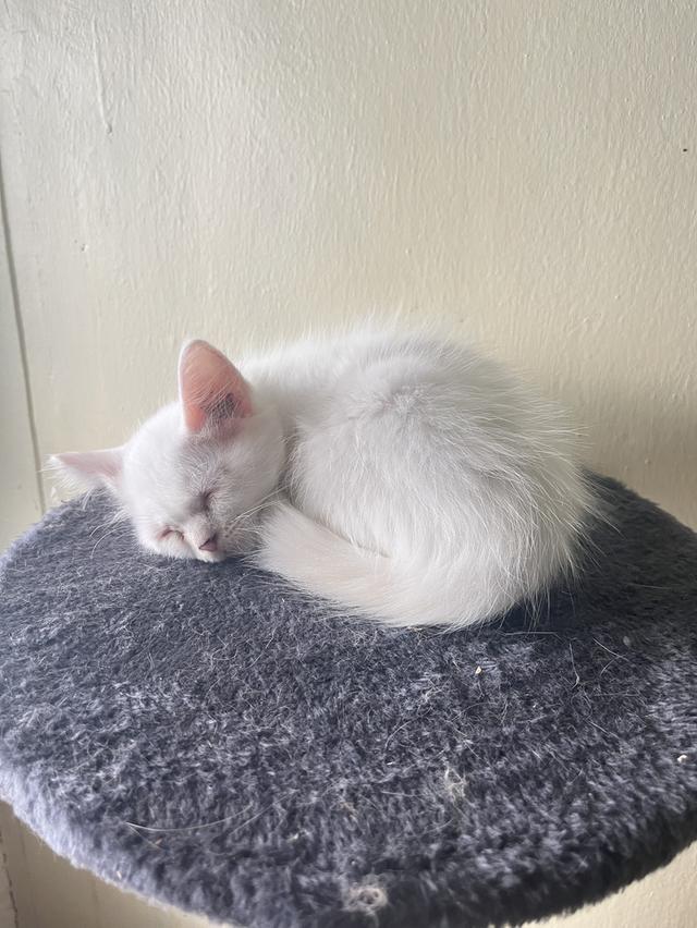 ขายน้องแมว หาบ้านใหม่ให้น้อง รูปย่อยที่ 3