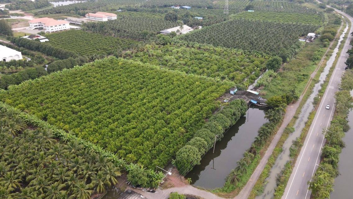 ขายที่ดินสวยเป็นที่สวน ติดหลังวัดหลวงพ่อสด ด้านหน้าติดถนนคลองชลประทาน ยาวประมาณ 600 เมตร ตำบลแพงพวย อำเภอดำเนินสะดวก จังหวัดราชบุรี ทั้งหมด 56 ไร่เศษ 5