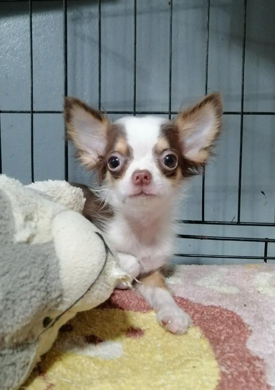 ชิวาว่าเเท้ขนยาว สีช็อค เพศผู้ พร้อมย้าย รูปที่ 2